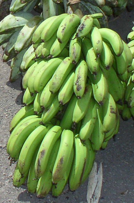 Grappe de bananes vertes