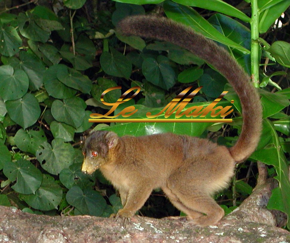 le maki de mayotte