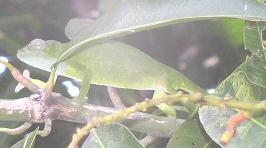 le lzard