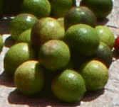citrons verts
