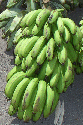Régime de bananes vertes