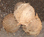 Des noix de coco