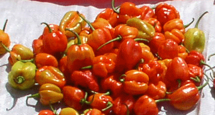 piments mûrs 