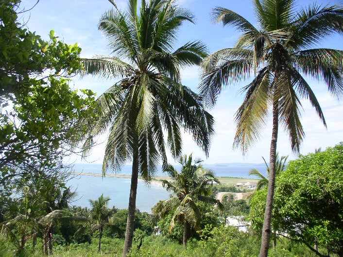 cocoteraie avec vue sur l'aroport de Pamandzi