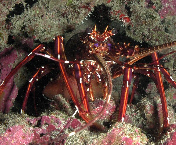 Langouste