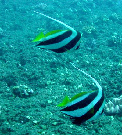 poissons cohers
