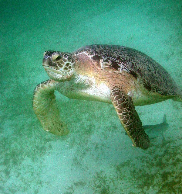 Tortue