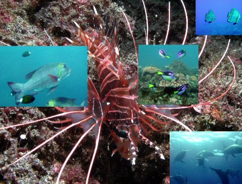 la faune sous-marime de Mayotte