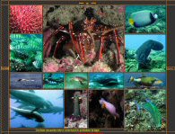 Visiter la faune marine de Mayotte en quelques clics